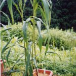 続・あわ（粟）の栽培方法 〜出穂と開花、鳥害・害虫・病気の対策、収穫と乾燥〜