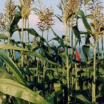 たかきび（タカキビ）の栽培方法② 出穂と開花、鳥害・害虫・病気の対策、収穫と乾燥