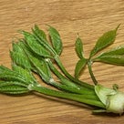 エンジョイ！ヴィーガン「コシアブラ」という香りの強い山菜をハーブに見立てて５分で新作パスタ
